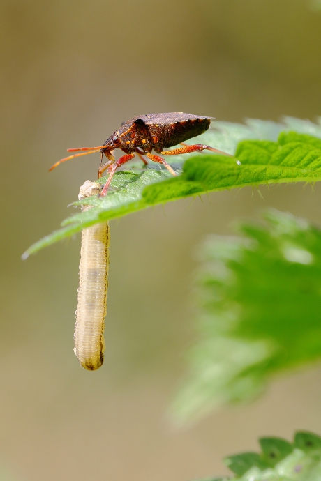 tweetandschildwants met rupsje