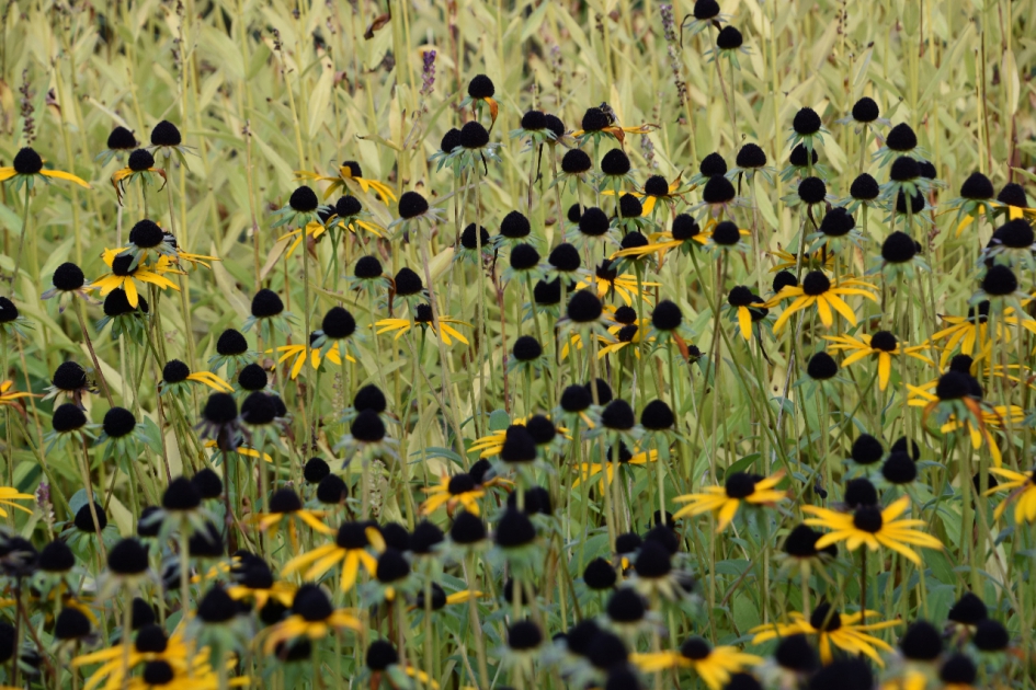 Uitgebloeid - Planten - 