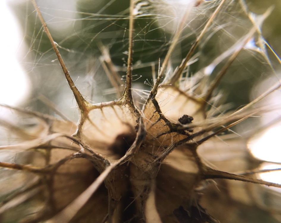 Uitgebloeid - Planten - 