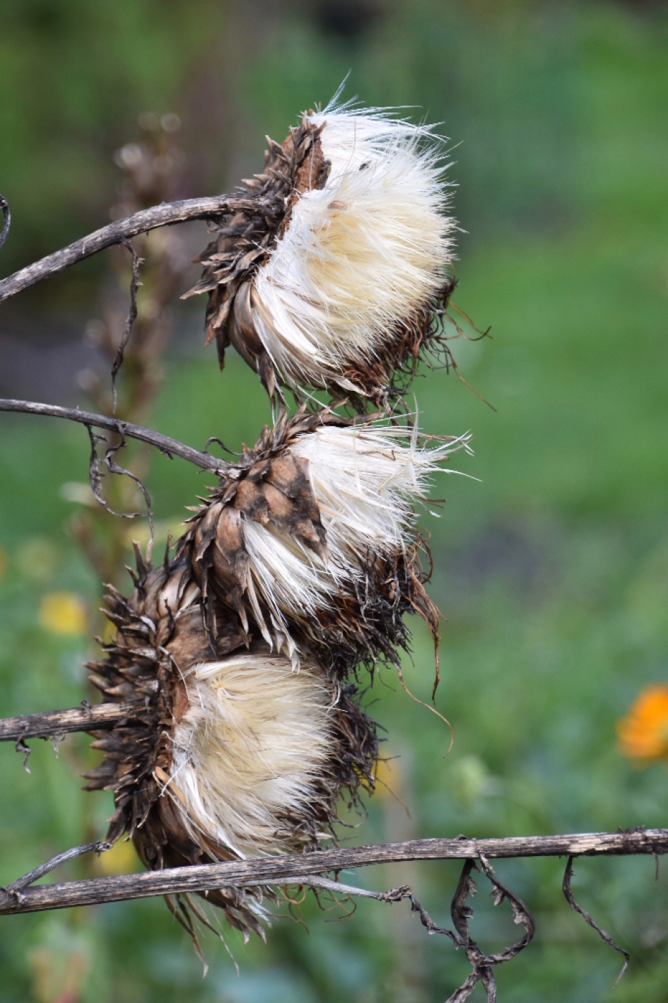Uitgebloeid - Planten - 