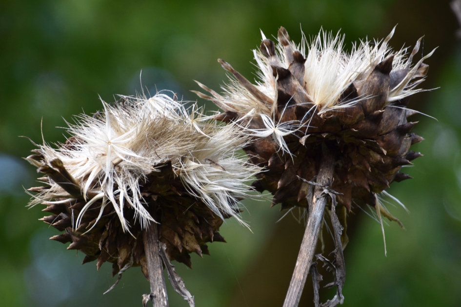 Uitgebloeid - Planten - 
