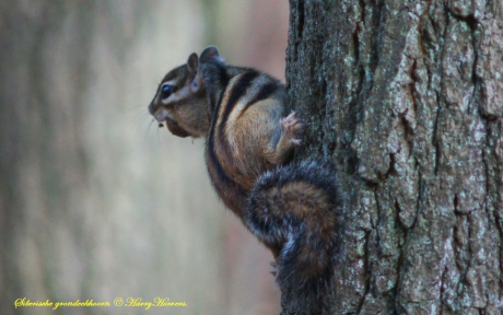 uitheems - Siberische grondeekhoorn