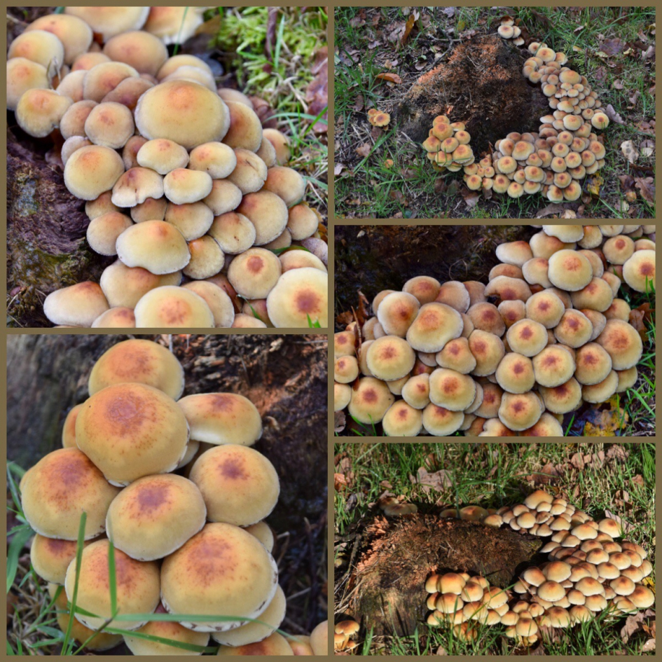 Veel..... - Schimmels - 