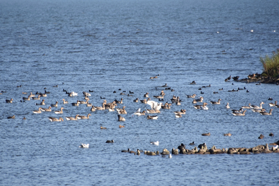 Veel watervogels - Vogels - 