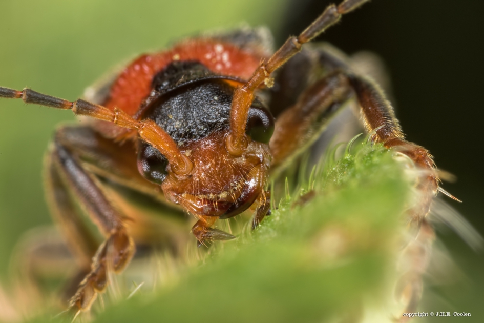 Vegetarisch eten - Geleedpotigen - Zwart soldaatje