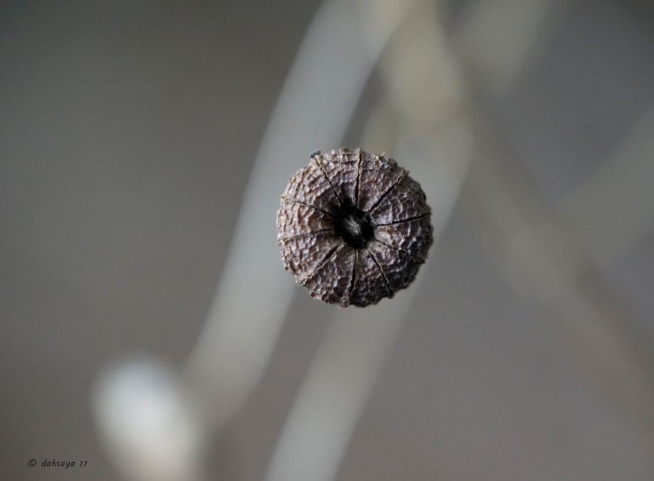 Verdroogd bloemknopje - Planten - 