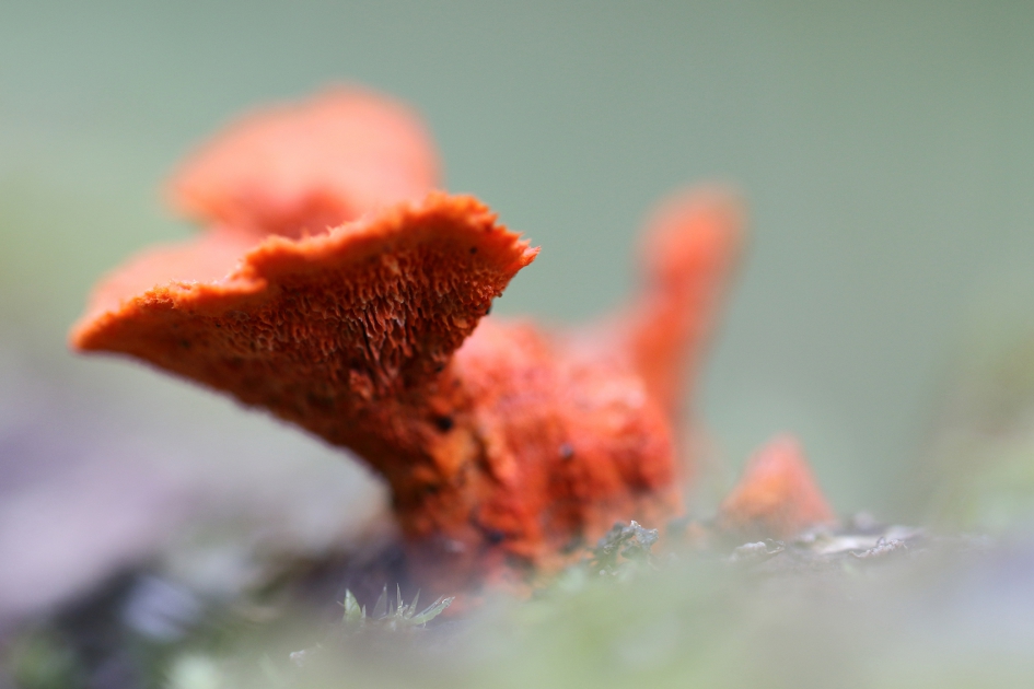 vermiljoenhoutzwam - Schimmels - 