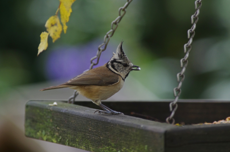 Verrassing in de tuin vanmorgen - Vogels - Kuifmees