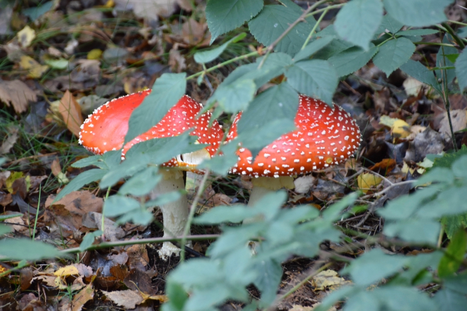 Verstopt in de bramenstruiken - Schimmels - Vliegenzwammen