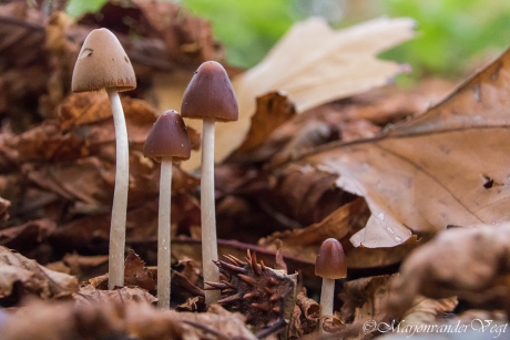 Zij zijn groot en ik ben klein