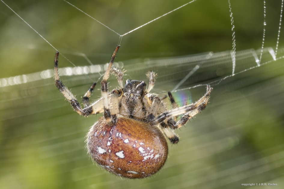 Viervlekwielwebspin - Geleedpotigen - Viervlekwielwebspin