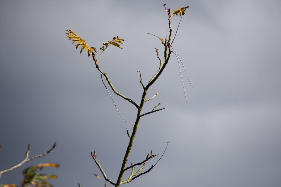 Vleugelnoot bijna kaal - Planten - 
