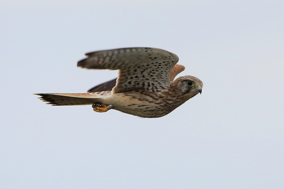 Vlieg met me mee ... - Vogels - Torenvalk