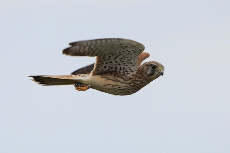 Vlieg met me mee ...