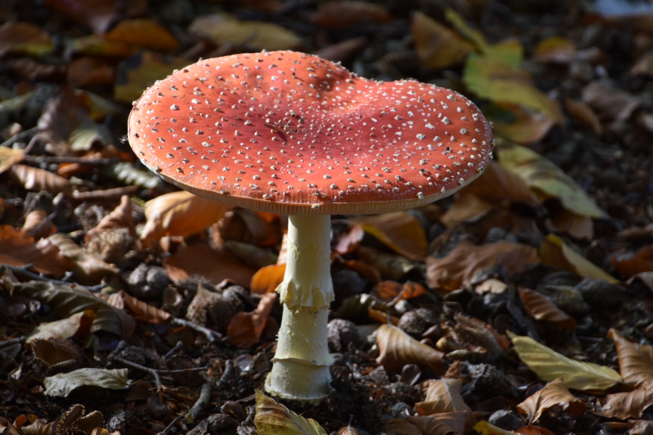 Vliegenzwam - Schimmels - 