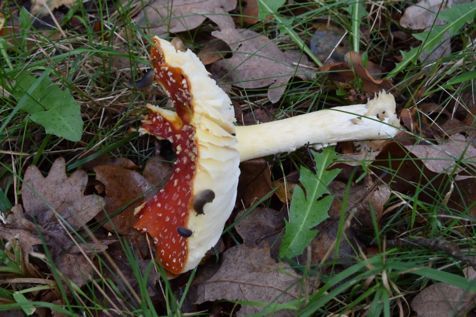 Vliegenzwam - Schimmels - 