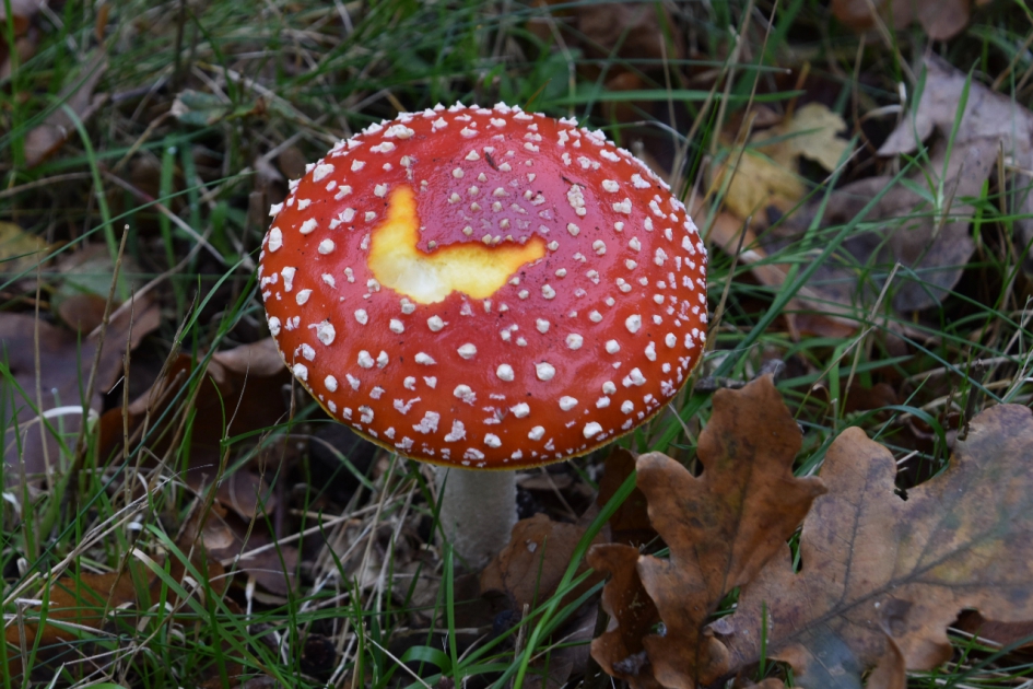 Vliegenzwam - Schimmels - 