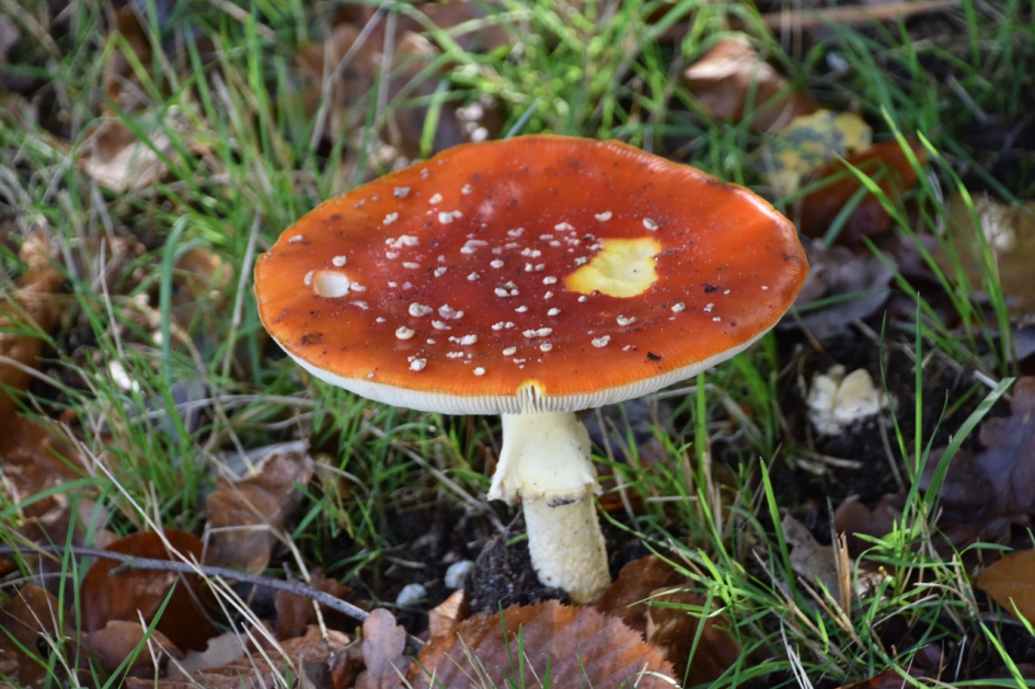 Vliegenzwam - Schimmels - 