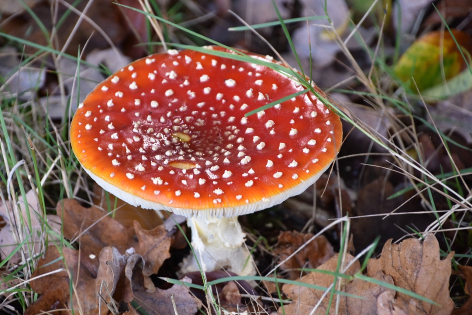 Vliegenzwam - Schimmels - 