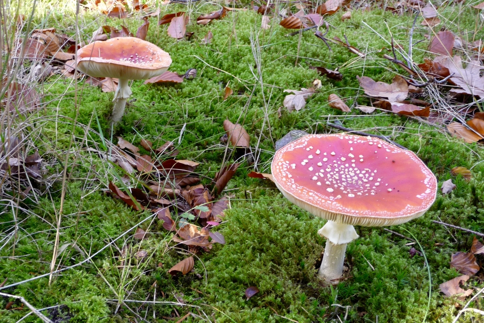 Vliegenzwammen - Schimmels - 