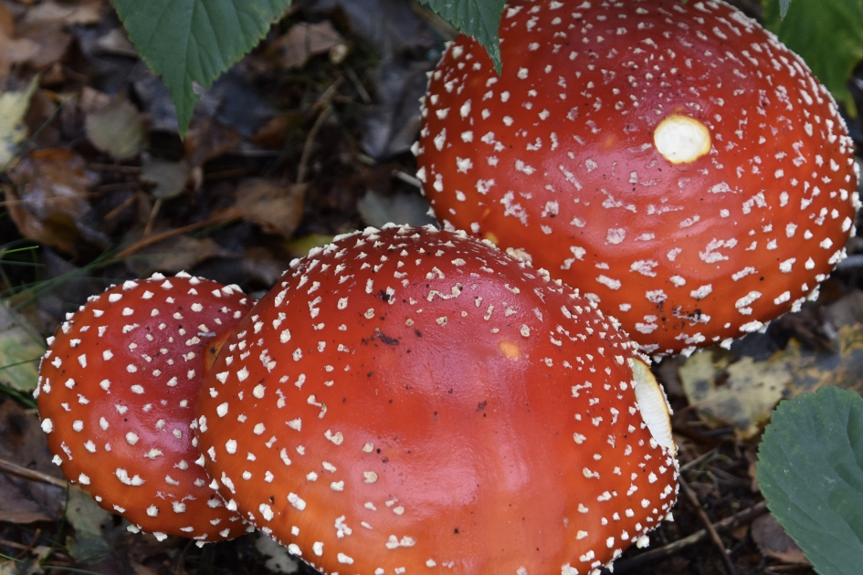 Vliegenzwammen - Schimmels - 