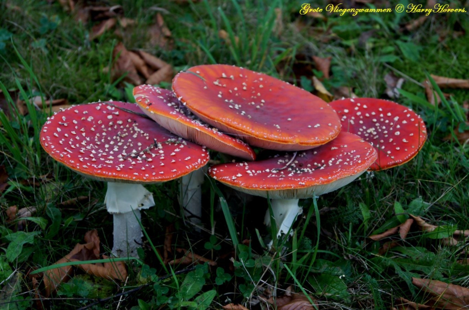 Vliegenzwammen - Schimmels - Vliegenzwammen