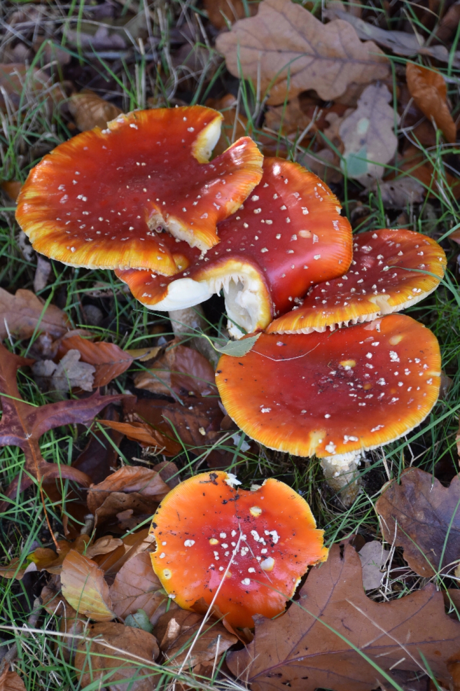 Vliegenzwammen - Schimmels - 