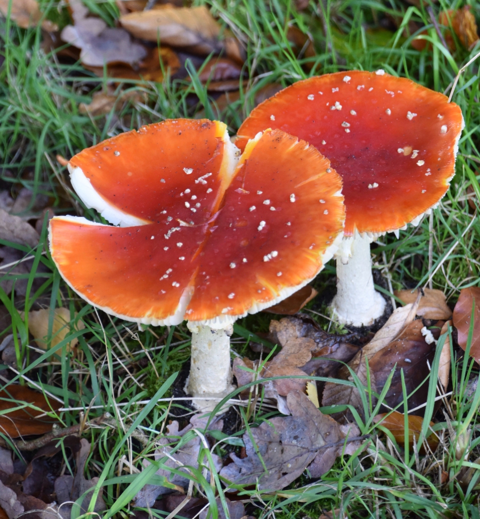 Vliegenzwammen - Schimmels - 