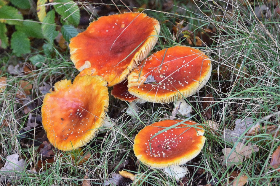 Vliegenzwammen - Schimmels - 