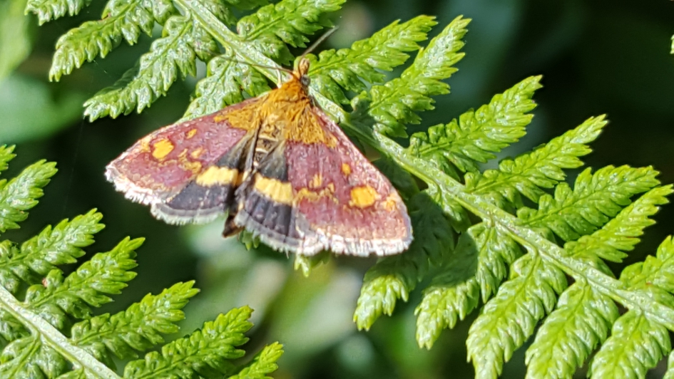 Vlindertjes welk soort is dit? - Overig - Muntvlinder
