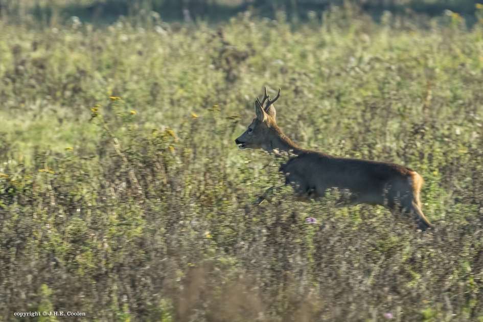 Vlucht - Zoogdieren - Reebok