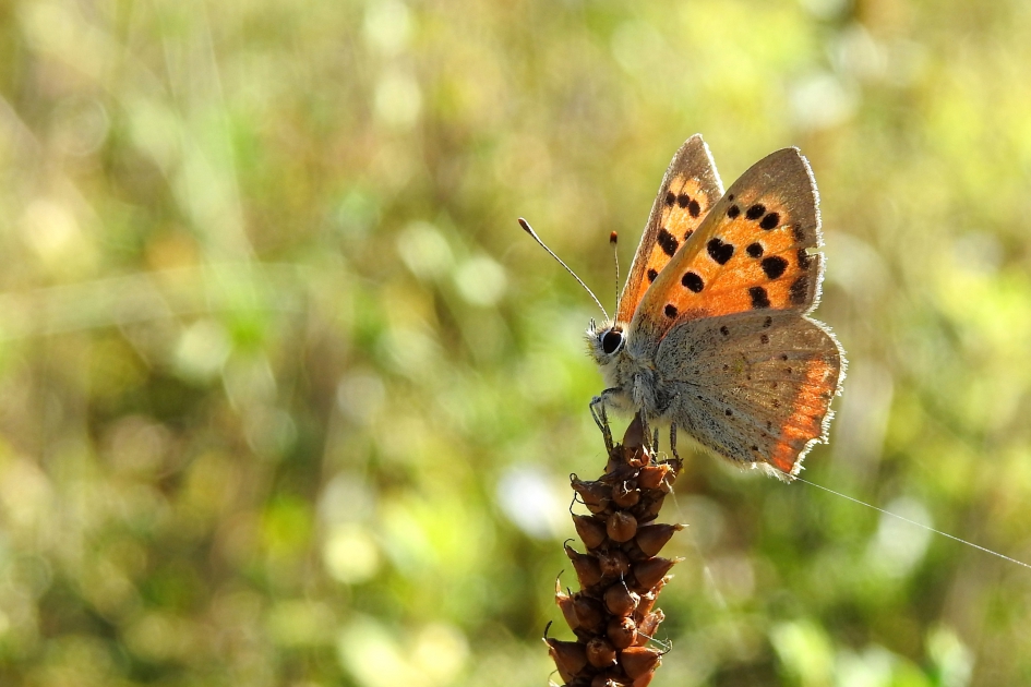 Volhouder - Geleedpotigen - Kleine vuurvlinder