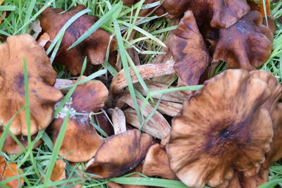 Voorbij... - Schimmels - 