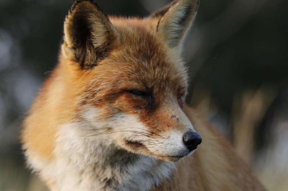 Vos - peinzend - Zoogdieren - Vos