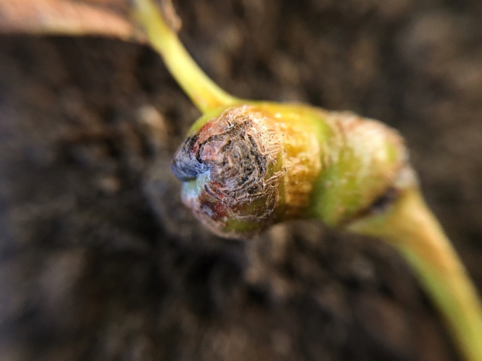 Vreemde vorm - Planten - 