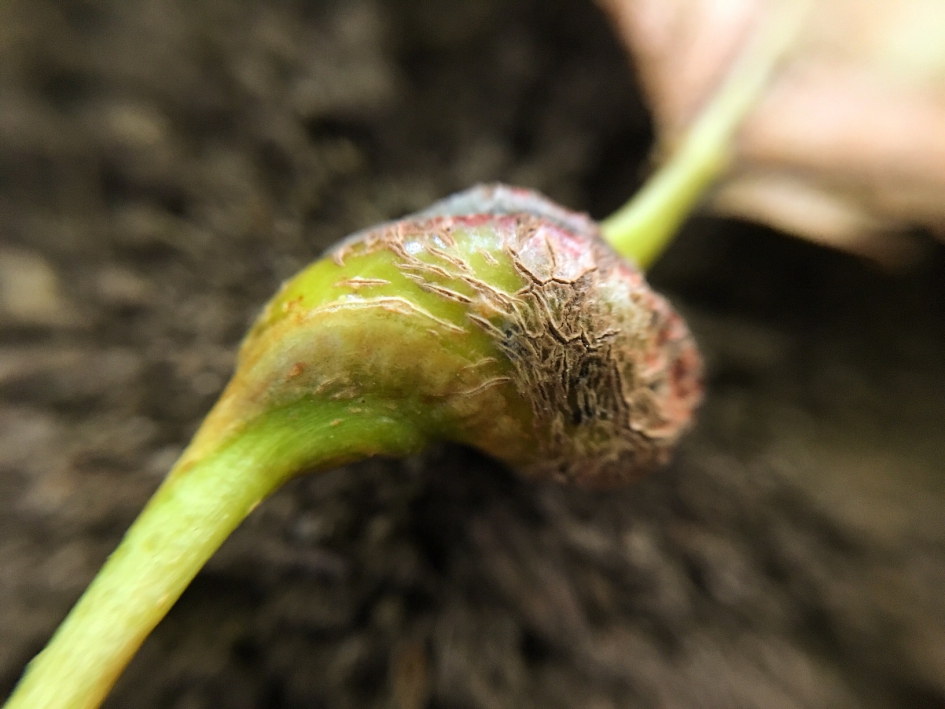 Vreemde vorm - Planten - 