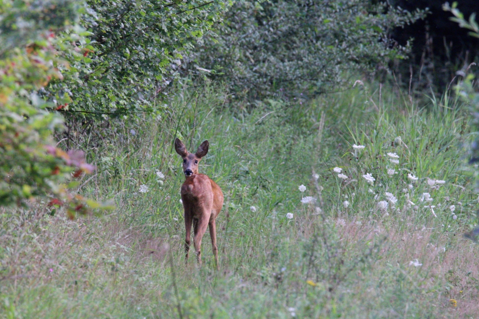 Vreemde vormen - Zoogdieren - Ree