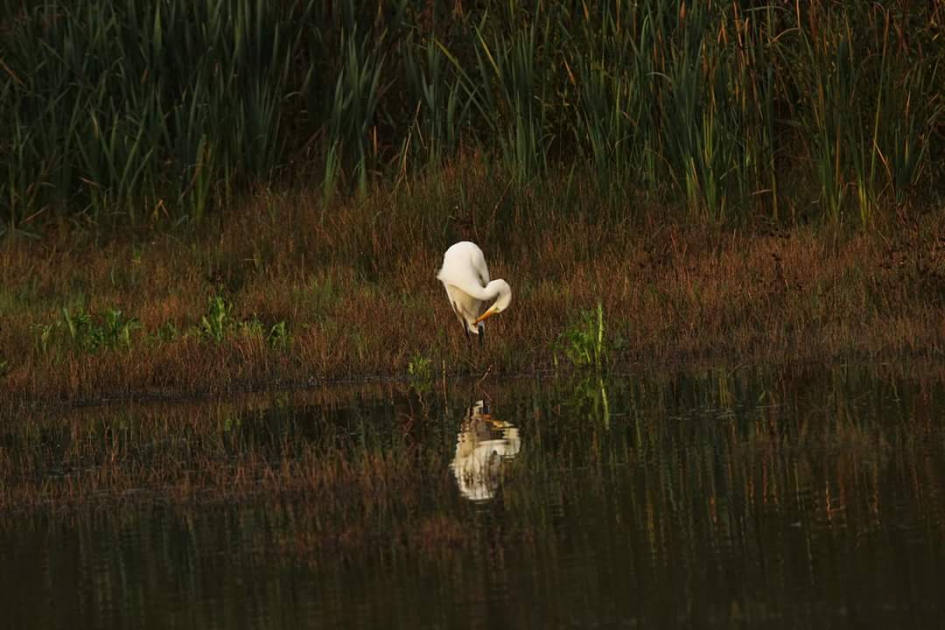 Vroeg in de morgen - Vogels - Grote zilver reiger
