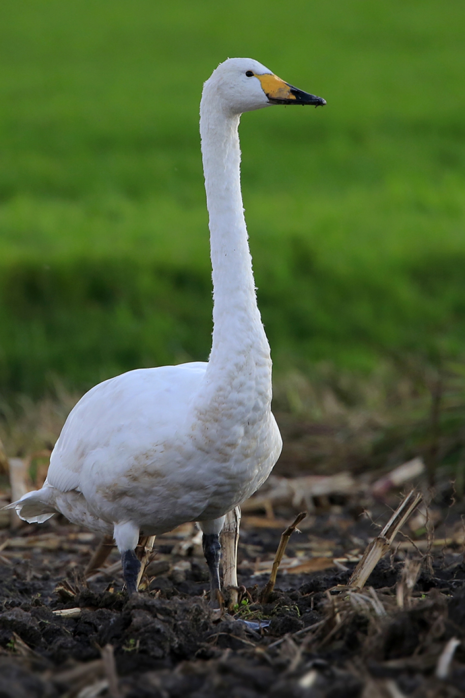 Vroege wintergast - Vogels - Wilde Zwaan