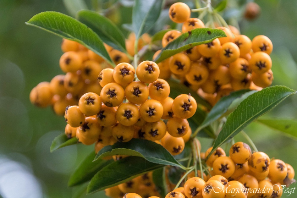 Vuurdoorn - Planten - Vuurdoorn