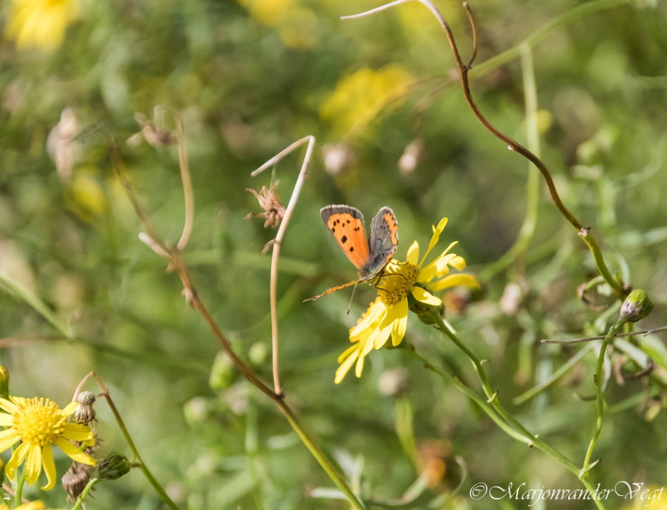 Vuurvlinder - Geleedpotigen - vuurvlinder