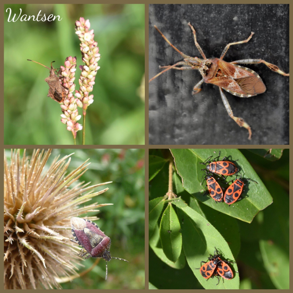 Wantsen - Geleedpotigen - 