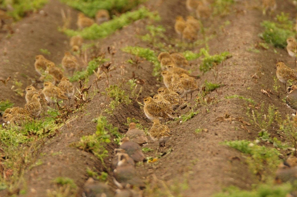 Wat heeft de boer nou gezaaid !! - Vogels - goudplevier