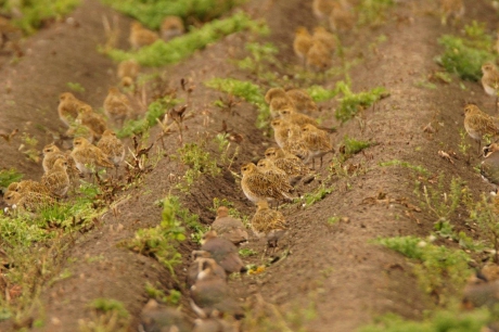 Wat heeft de boer nou gezaaid !!