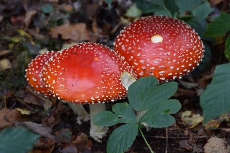 Wat takken weggehaald..