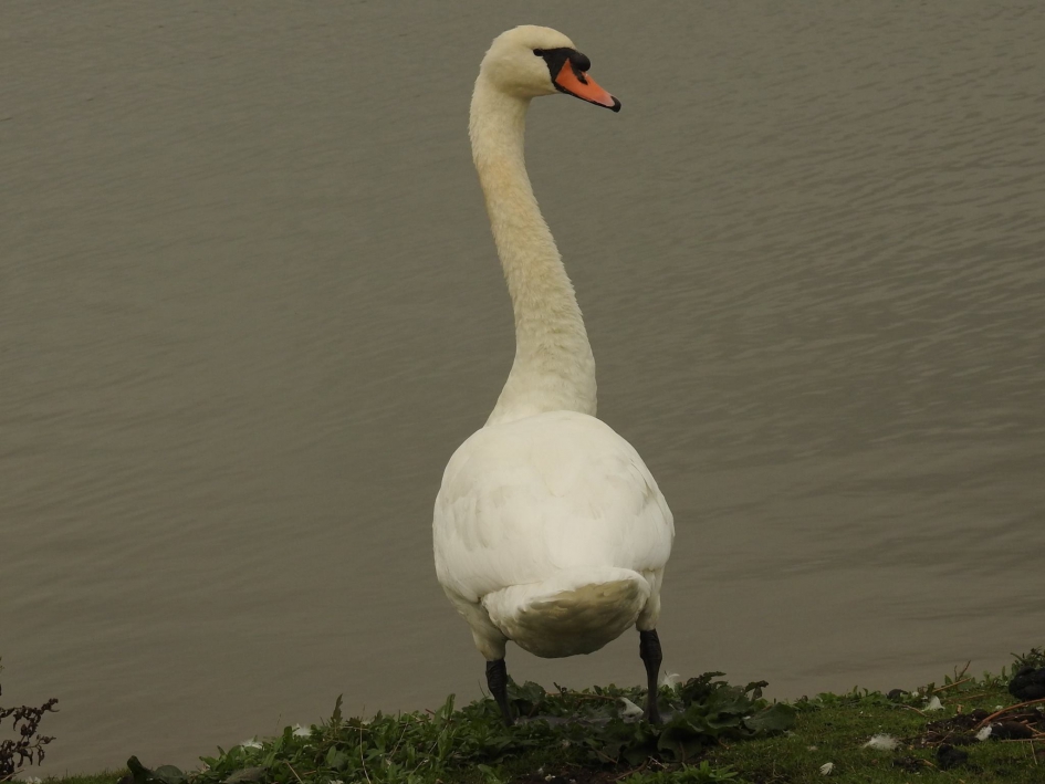 Wat zie ik nu achter mij? - Vogels - Knobbelzwaan