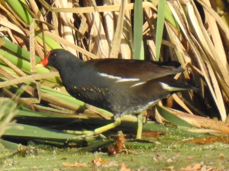 Waterhoentje stapt uit het water
