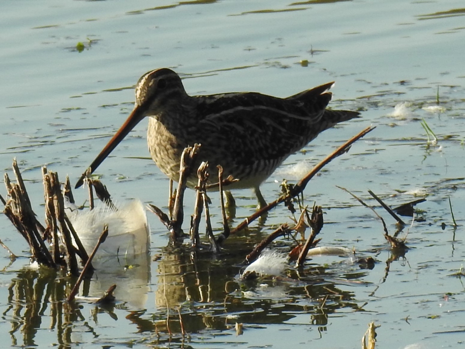 Watersnip 2 - Vogels - Watersnip