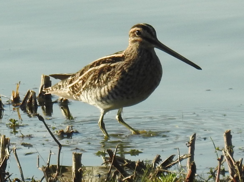 Watersnip - Vogels - Watersnip
