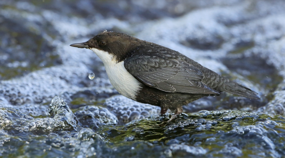 Waterspreeuw - Vogels - ZwartbuikWaterspreeuw